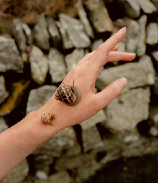 A person's hand is displayed with two snails crawling on it, set against a blurred background of stacked rocks or a stone wall.
