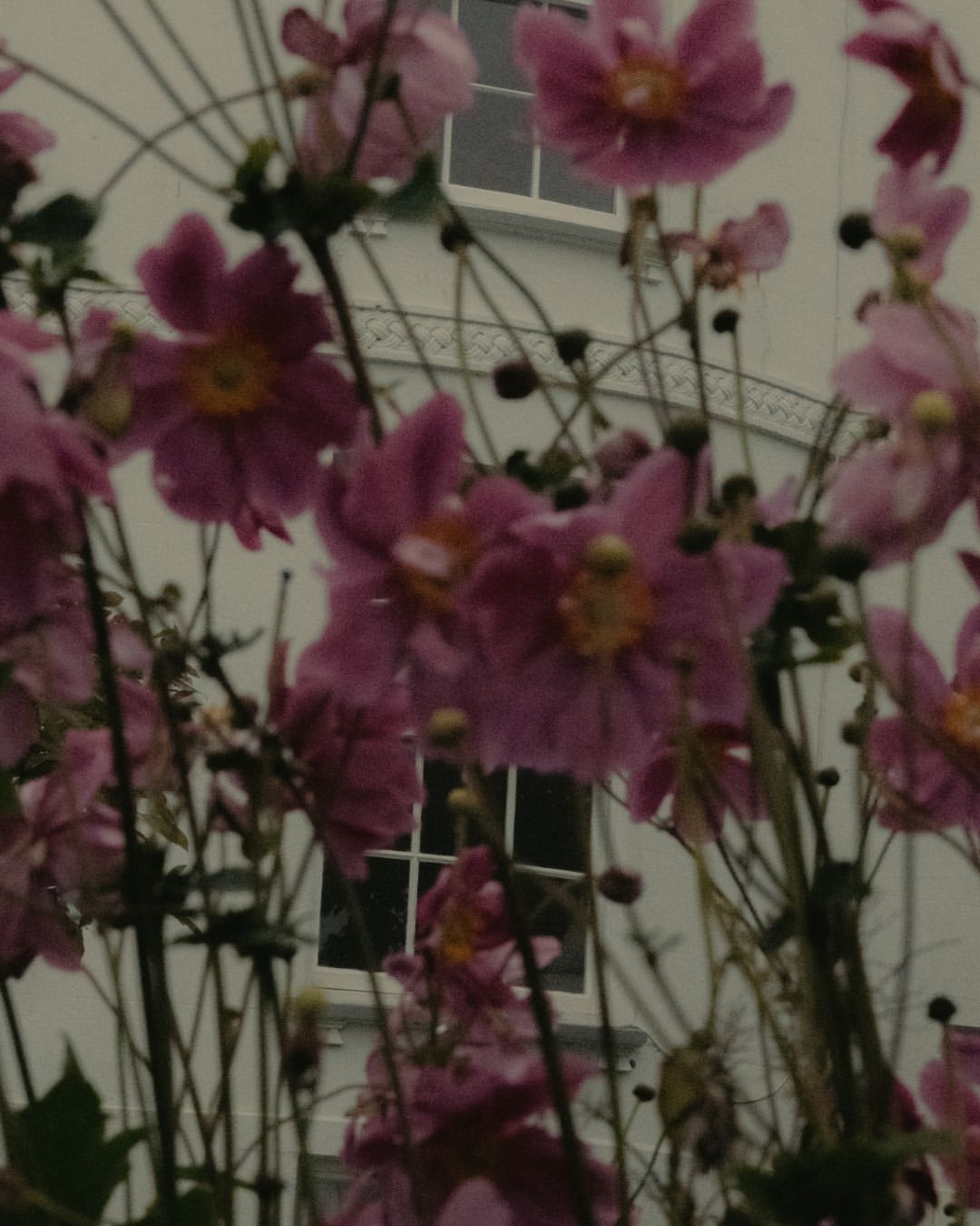 Close-up of pink Japanese anemone flowers with yellow centers, green stems, and buds, set against a blurred white wall and window.