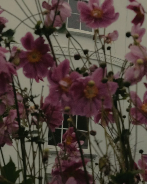 Close-up of pink Japanese anemone flowers with yellow centers, green stems, and buds, set against a blurred white wall and window.
