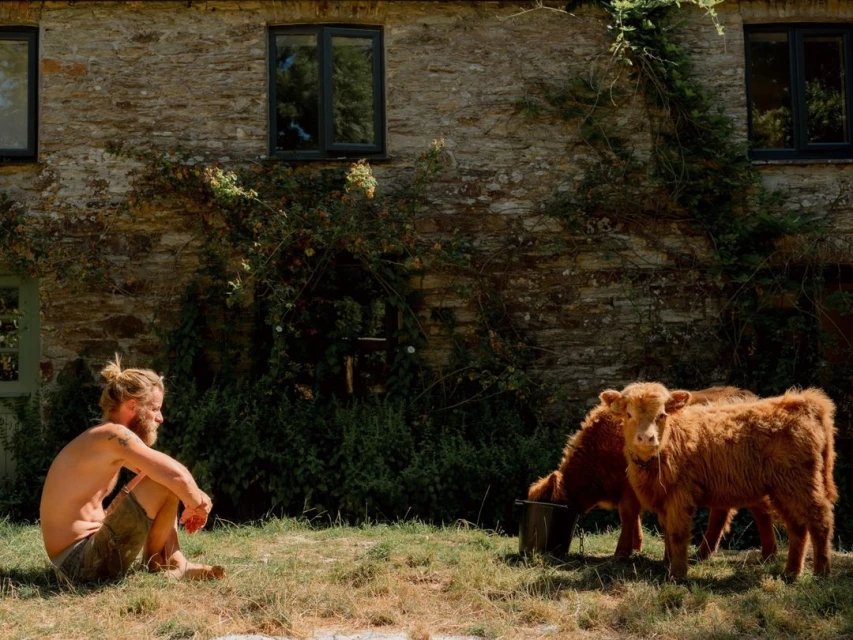 Man sits near two Highland cows grazing in a grassy field by a stone farmhouse with climbing ivy on a sunny day, medium shot.