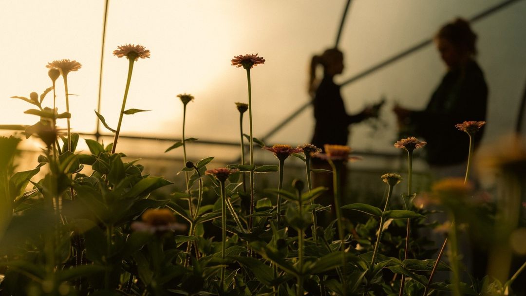 Close-up of flowers with two women silhouetted in the background. Warm, golden sunlight fills the greenhouse interior.