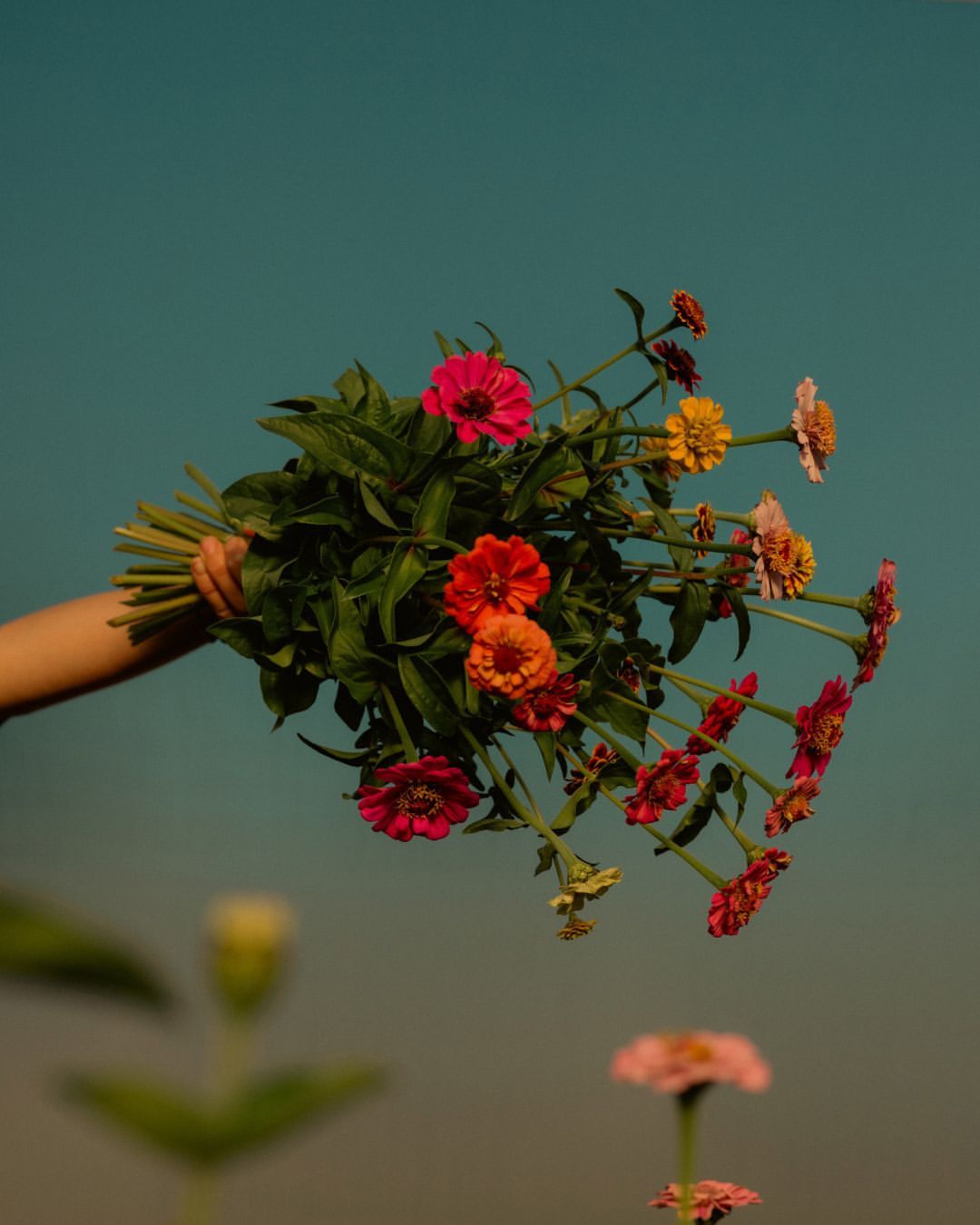 Arm holding a colorful bouquet of zinnias against a teal background, with other zinnias out of focus in the lower frame.