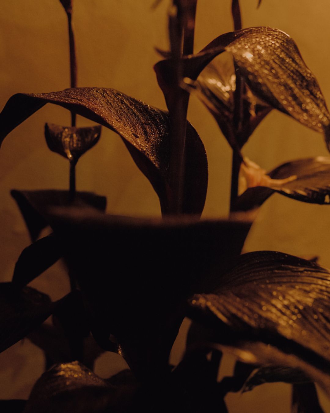 Indoor still life of a potted plant with broad leaves and a dark, moody aesthetic in an indoor setting with warm lighting.