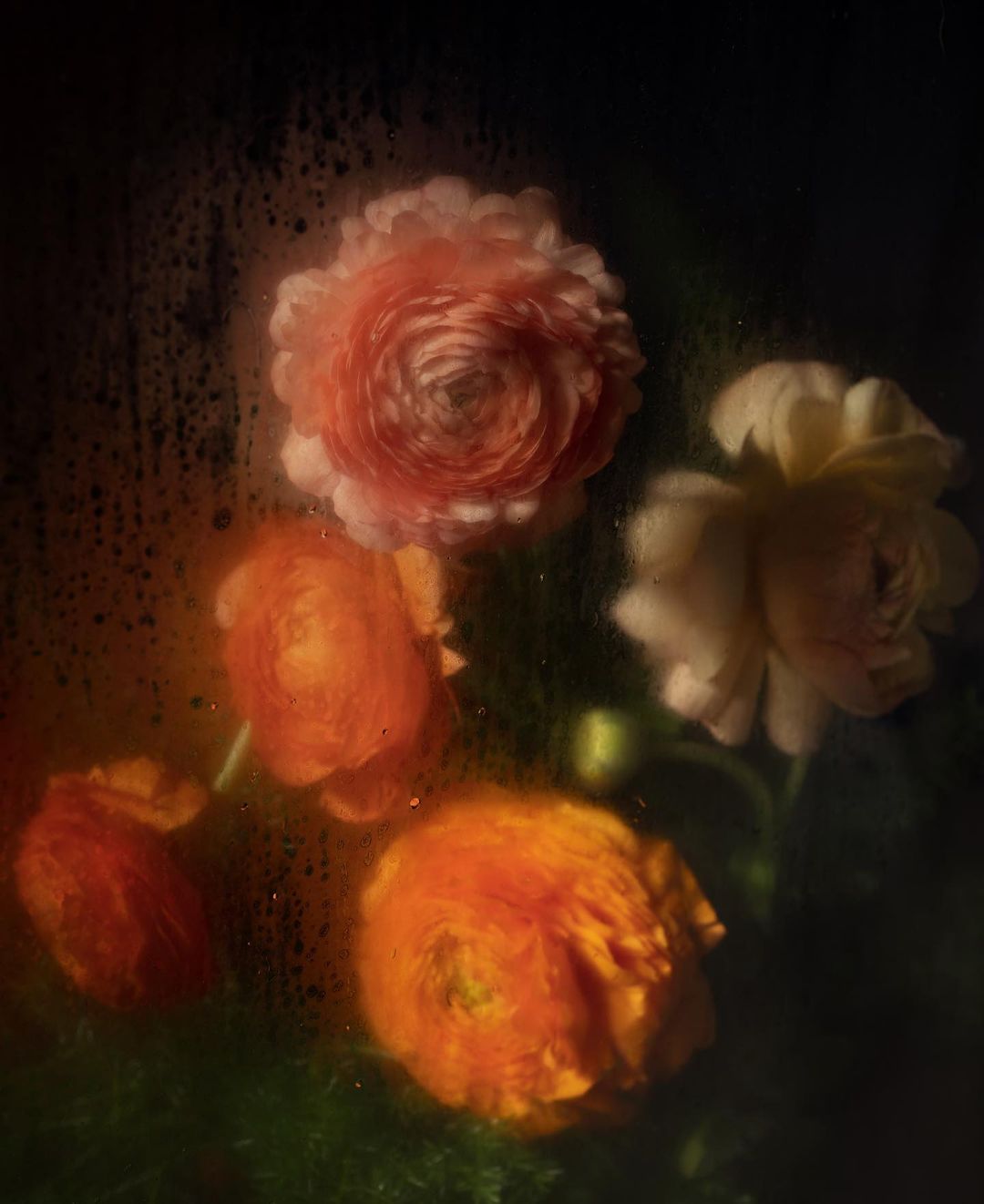 Moody still life photograph of a bouquet with orange and white ranunculus flowers, set against a dark background with window condensation.