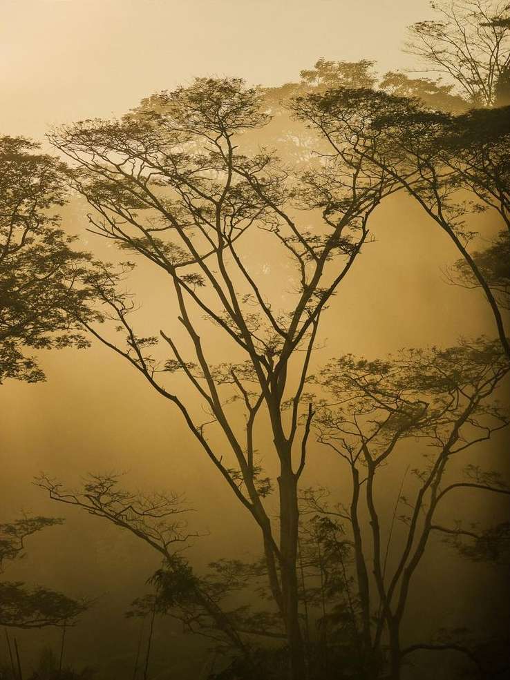 Silhouetted trees stand amidst a dense fog, creating a warm-toned, atmospheric nature scene. The branches are detailed against the soft, diffused light.