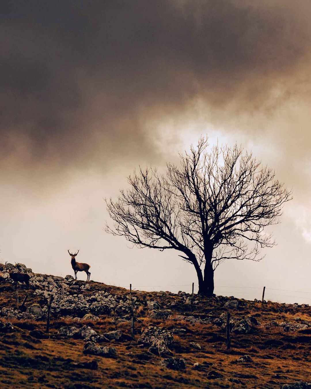 Two deer stand on a rocky hillside near a bare tree, silhouetted against an overcast sky in an outdoor nature scene.