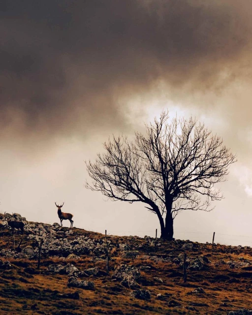 Two deer stand on a rocky hillside near a bare tree, silhouetted against an overcast sky in an outdoor nature scene.