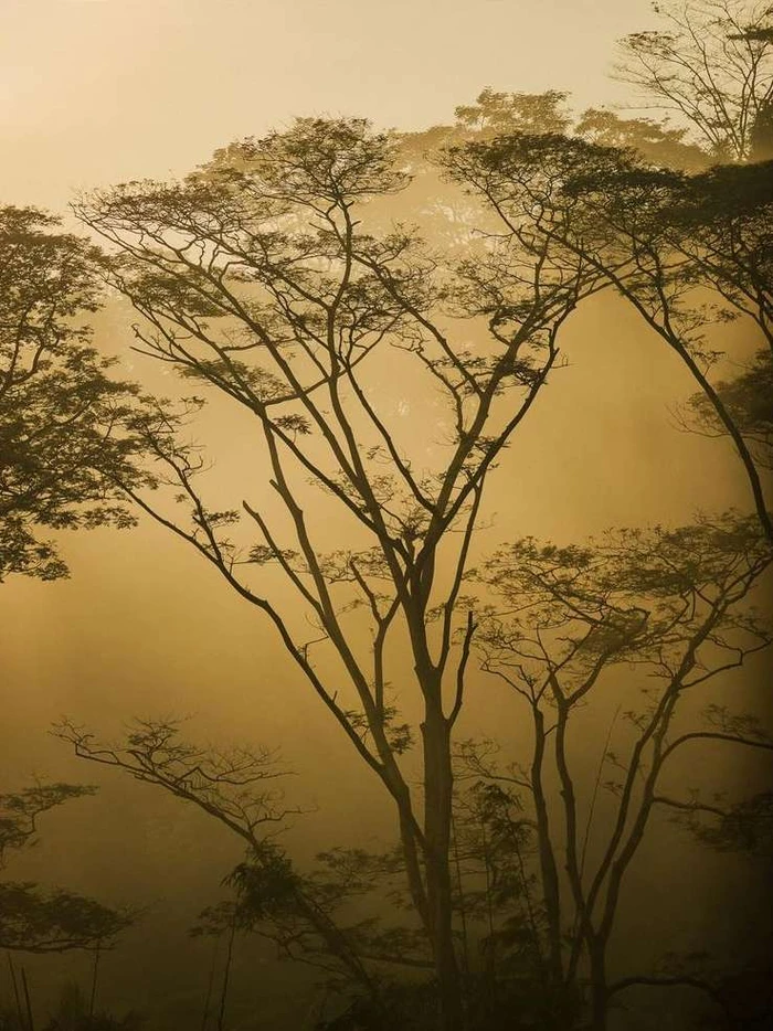 Silhouetted tree branches against a hazy golden sky and misty forest background captured vertically.
