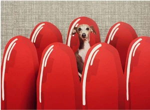 An Italian greyhound peeking out from behind a row of large red lipstick props against a textured grey background.
