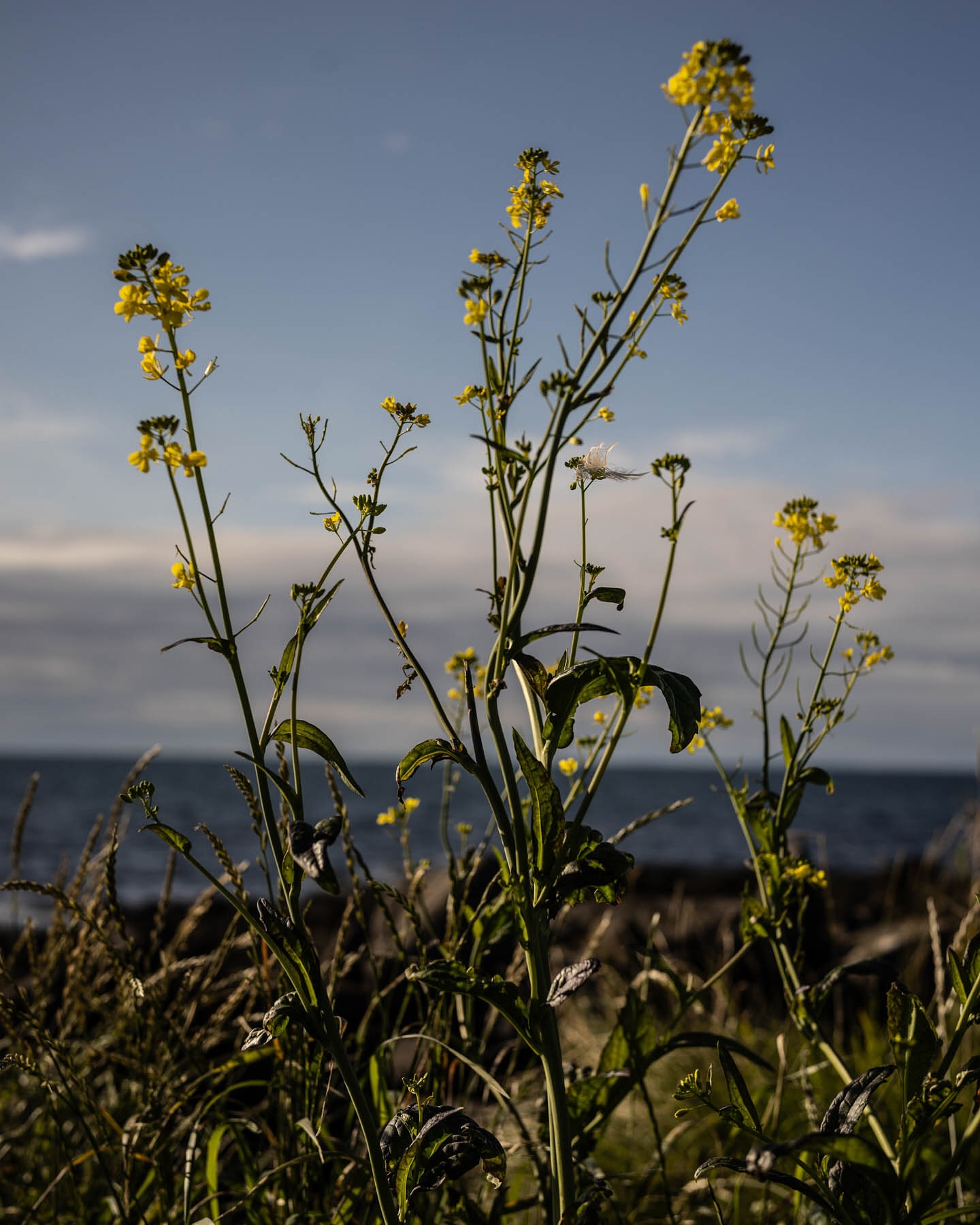 Close-up of yellow flowers and tall grasses against a blue sea and sky, creating a serene and natural outdoor scene.