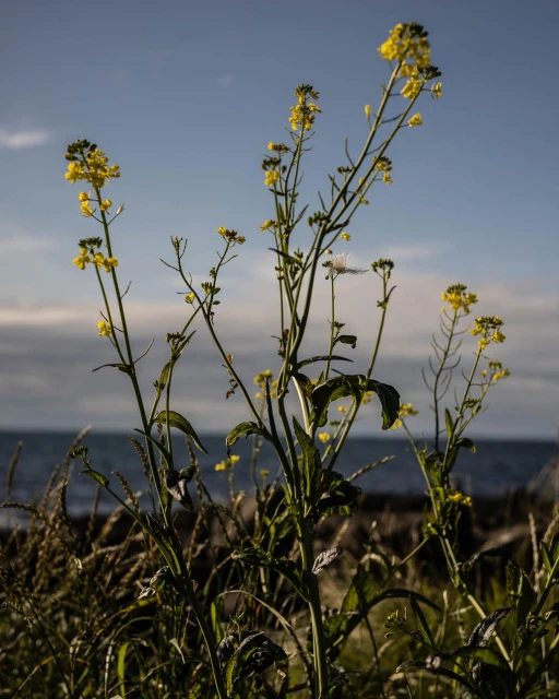 Close-up of yellow flowers and tall grasses against a blue sea and sky, creating a serene and natural outdoor scene.