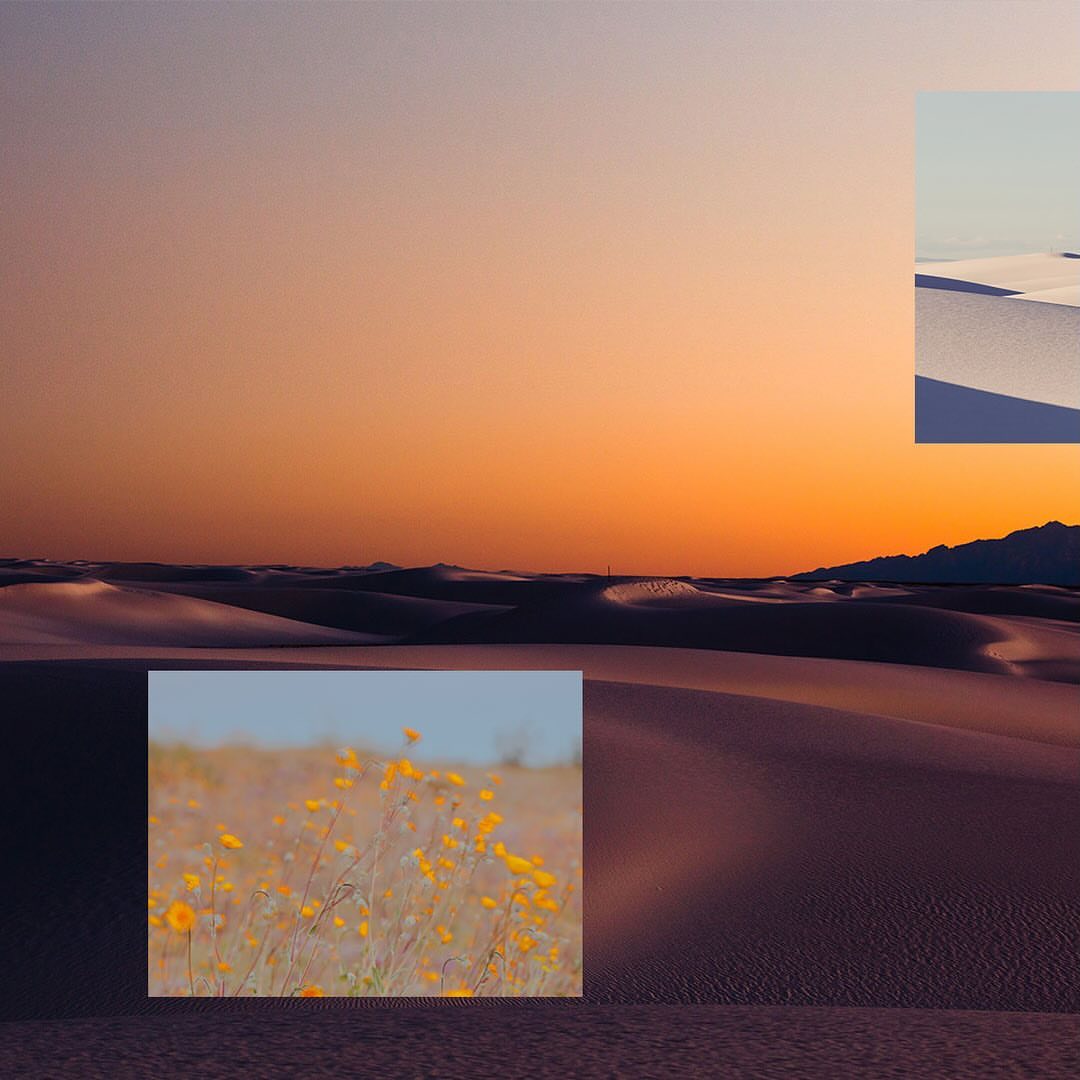 Scenic view of sand dunes under a vibrant sunset sky with patches of desert wildflowers in the foreground.