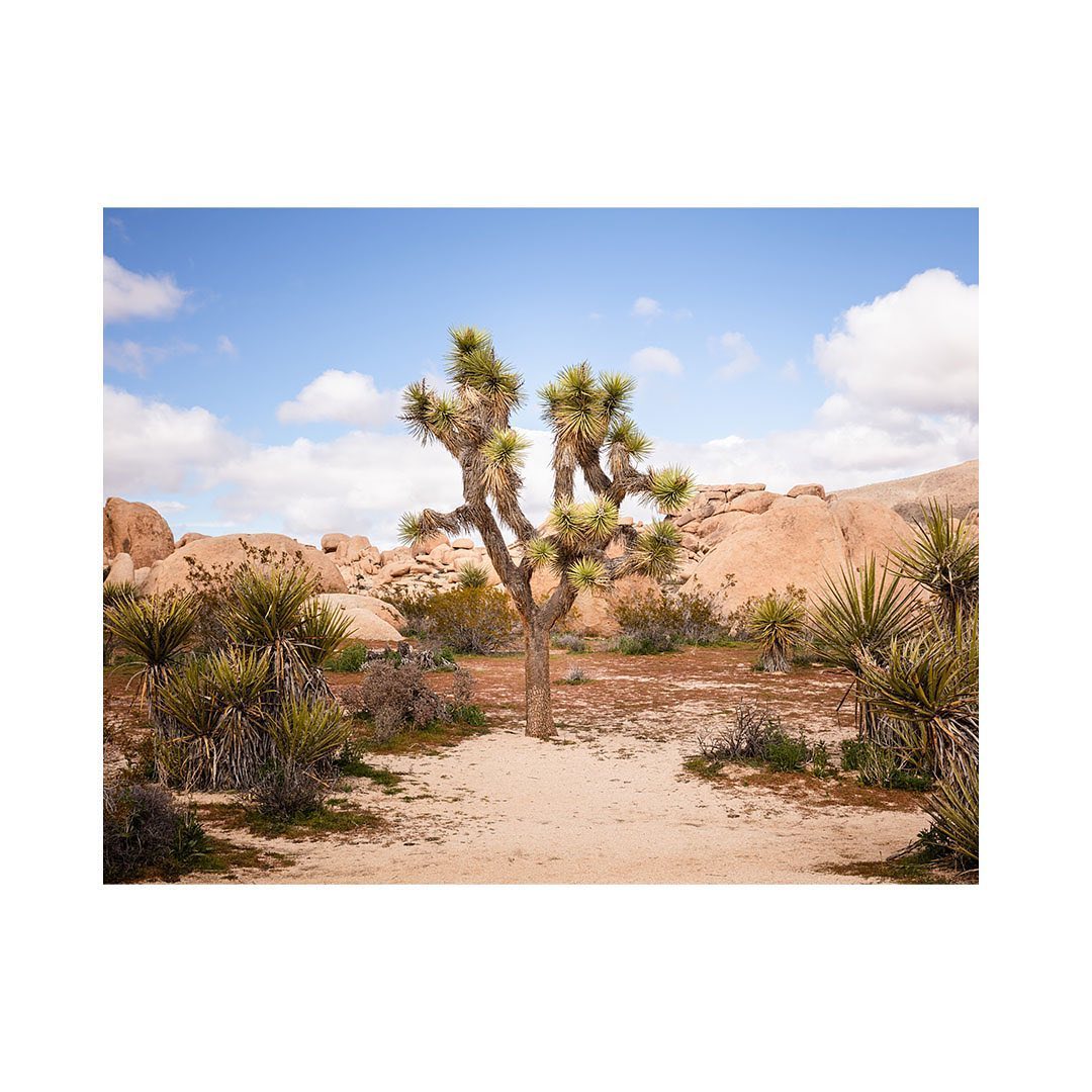 Joshua Tree in desert landscape with blue sky and scattered clouds, surrounded by arid vegetation and rock formations under sunlight.