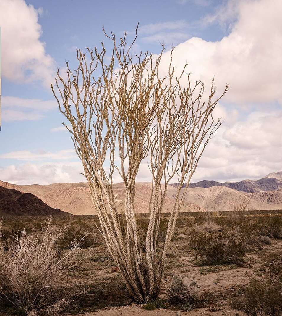 Ocotillo plant in the desert landscape. The spindly plant stands out against a backdrop of mountains and a cloudy sky in a nature setting.