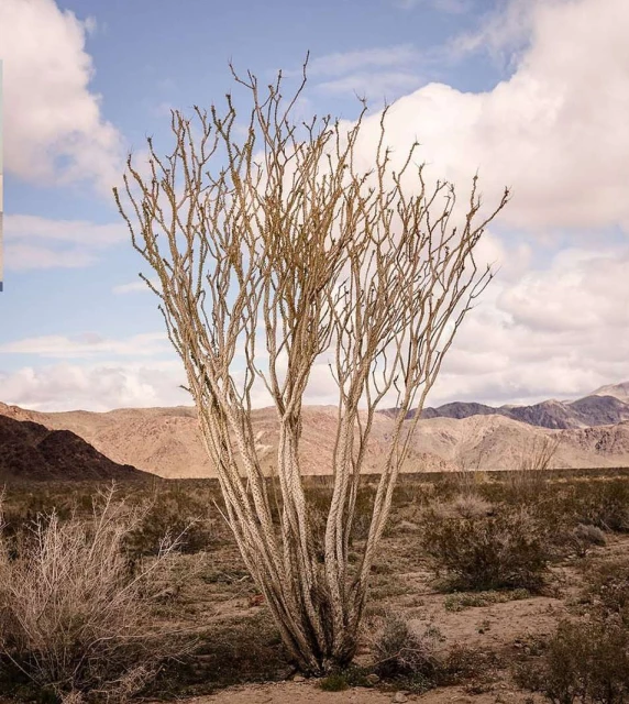 Ocotillo plant in the desert landscape. The spindly plant stands out against a backdrop of mountains and a cloudy sky in a nature setting.