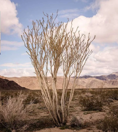 Ocotillo plant in the desert landscape. The spindly plant stands out against a backdrop of mountains and a cloudy sky in a nature setting.