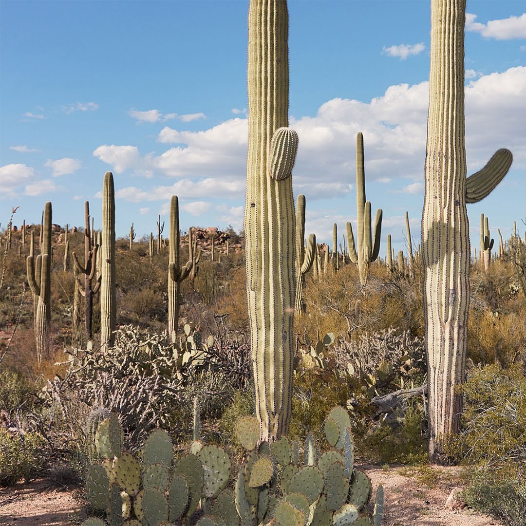 Arizona desert landscape featuring multiple saguaro cacti, prickly pear cactus, and dry vegetation under a sunny blue sky.