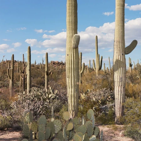 Arizona desert landscape featuring multiple saguaro cacti, prickly pear cactus, and dry vegetation under a sunny blue sky.