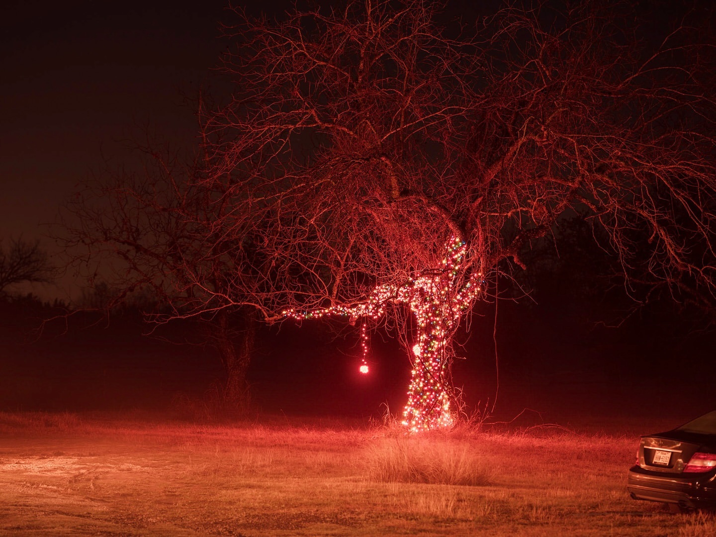 Bare tree illuminated with red Christmas lights in a dark outdoor setting, with a car parked to the side, creating a festive, slightly eerie ambiance.