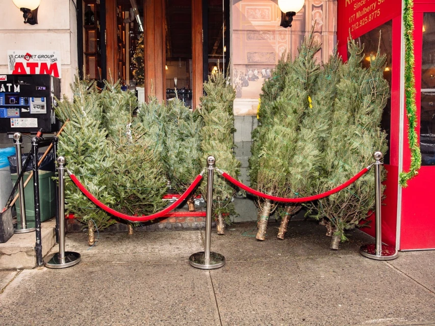 Several fresh-cut Christmas trees for sale outside a building with a red velvet rope barrier. An ATM is next to the Christmas tree stand.
