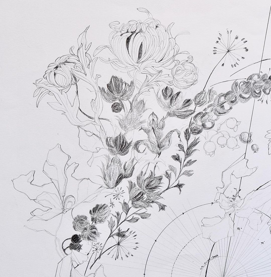 Detailed pencil drawing of various flowers and leaves arranged on a white background, with faint lines of a geometric shape visible.