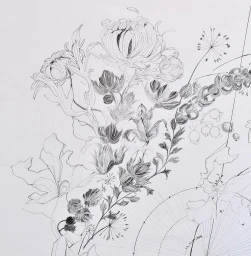 Detailed graphite and ink floral illustration by Jessica May Underwood showing botanical drawings and geometric drafting lines.