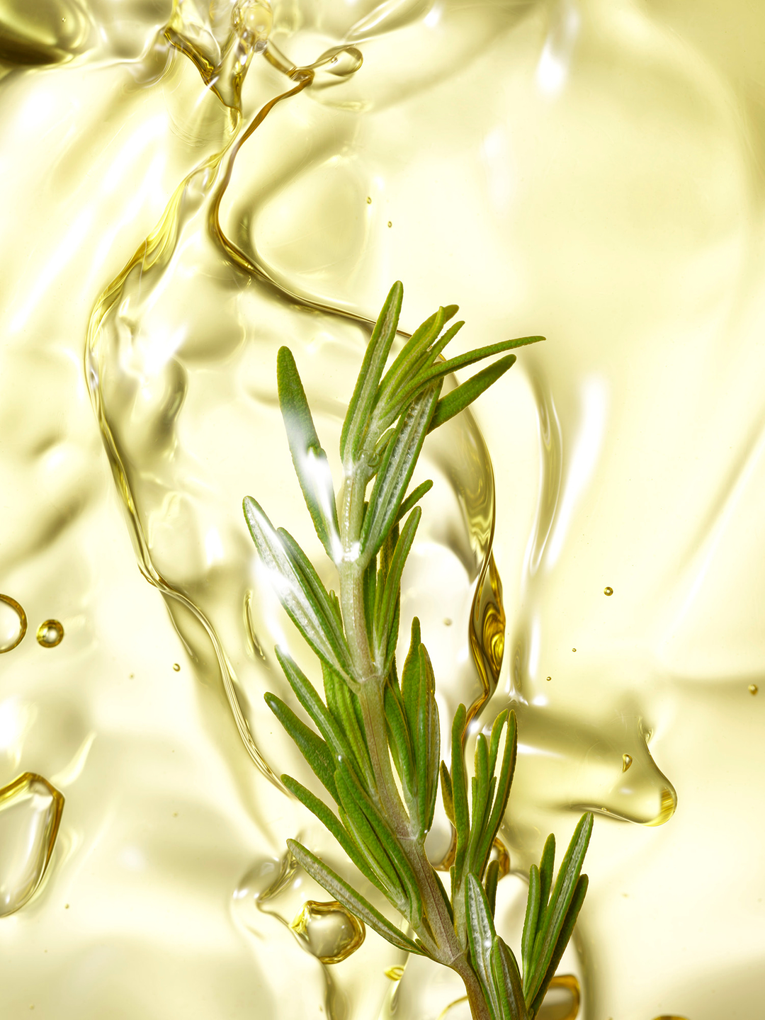 Overhead shot of a vibrant green rosemary sprig submerged in shimmering translucent olive oil, showcasing culinary ingredient.