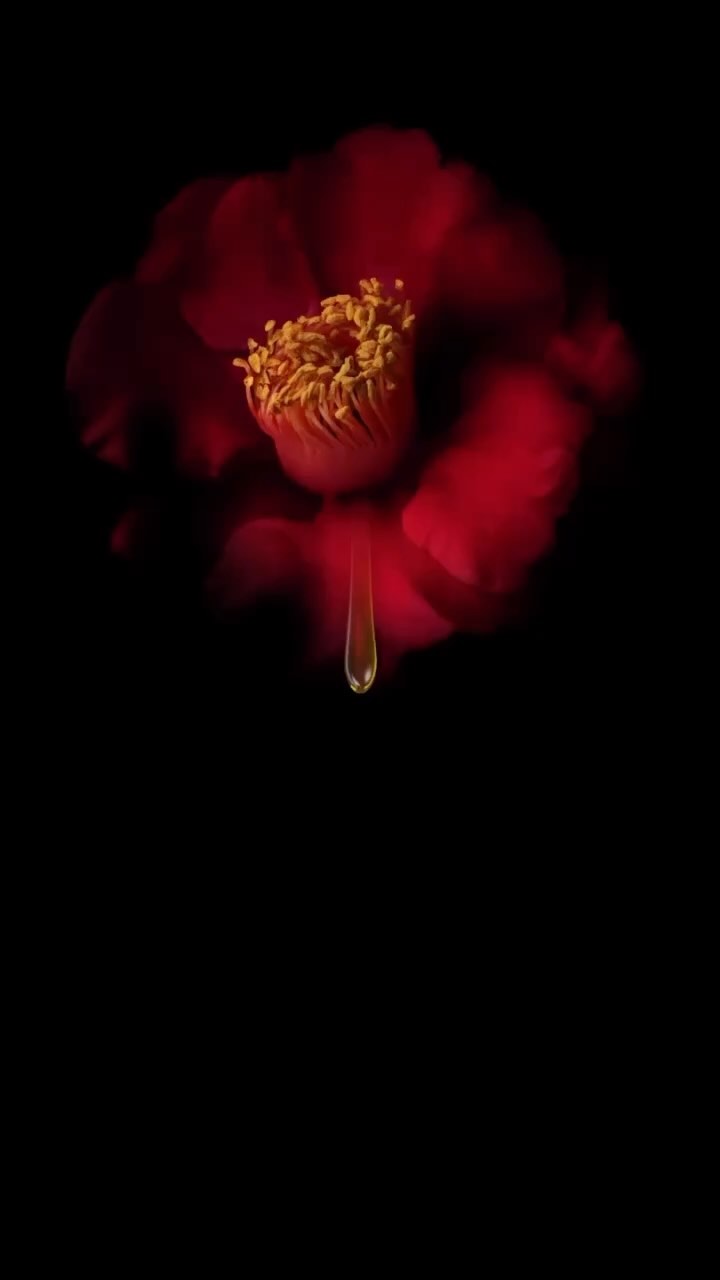 Close-up studio shot of a red camellia flower with a water droplet hanging from its bloom against a stark black background.