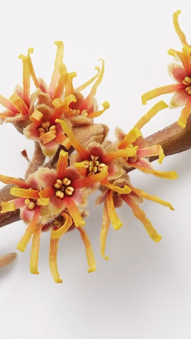 Close-up of a branch with multiple witch hazel flowers featuring orange-red centers and yellow petal-like structures against a white background.