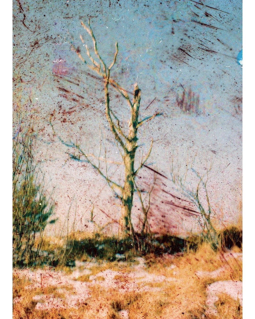 Bare tree in winter landscape with dried grasses under a blue sky. Distressed film aesthetic. Nature scene.