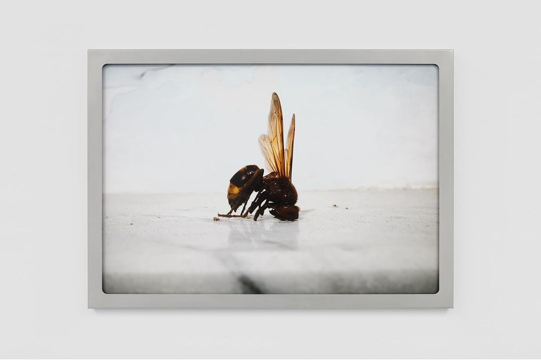 Close-up studio shot of an insect, likely a hornet, displayed in a silver frame, set against a plain white wall.