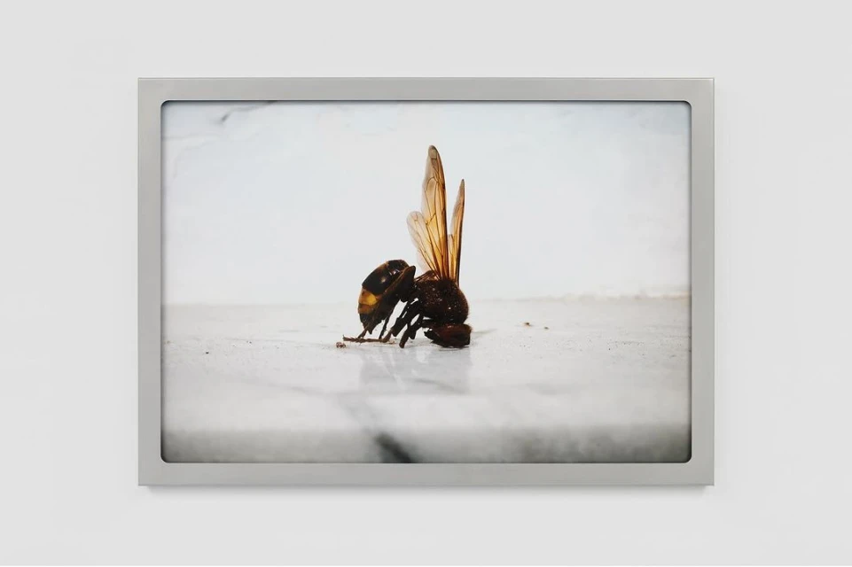 Close-up studio shot of an insect, likely a hornet, displayed in a silver frame, set against a plain white wall.