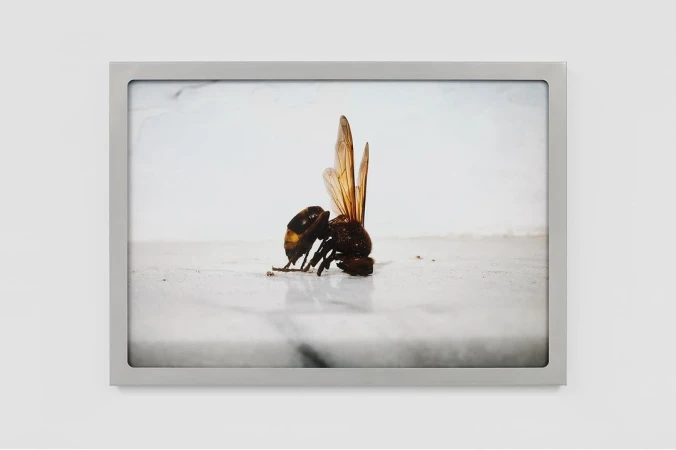 Close-up studio shot of an insect, likely a hornet, displayed in a silver frame, set against a plain white wall.