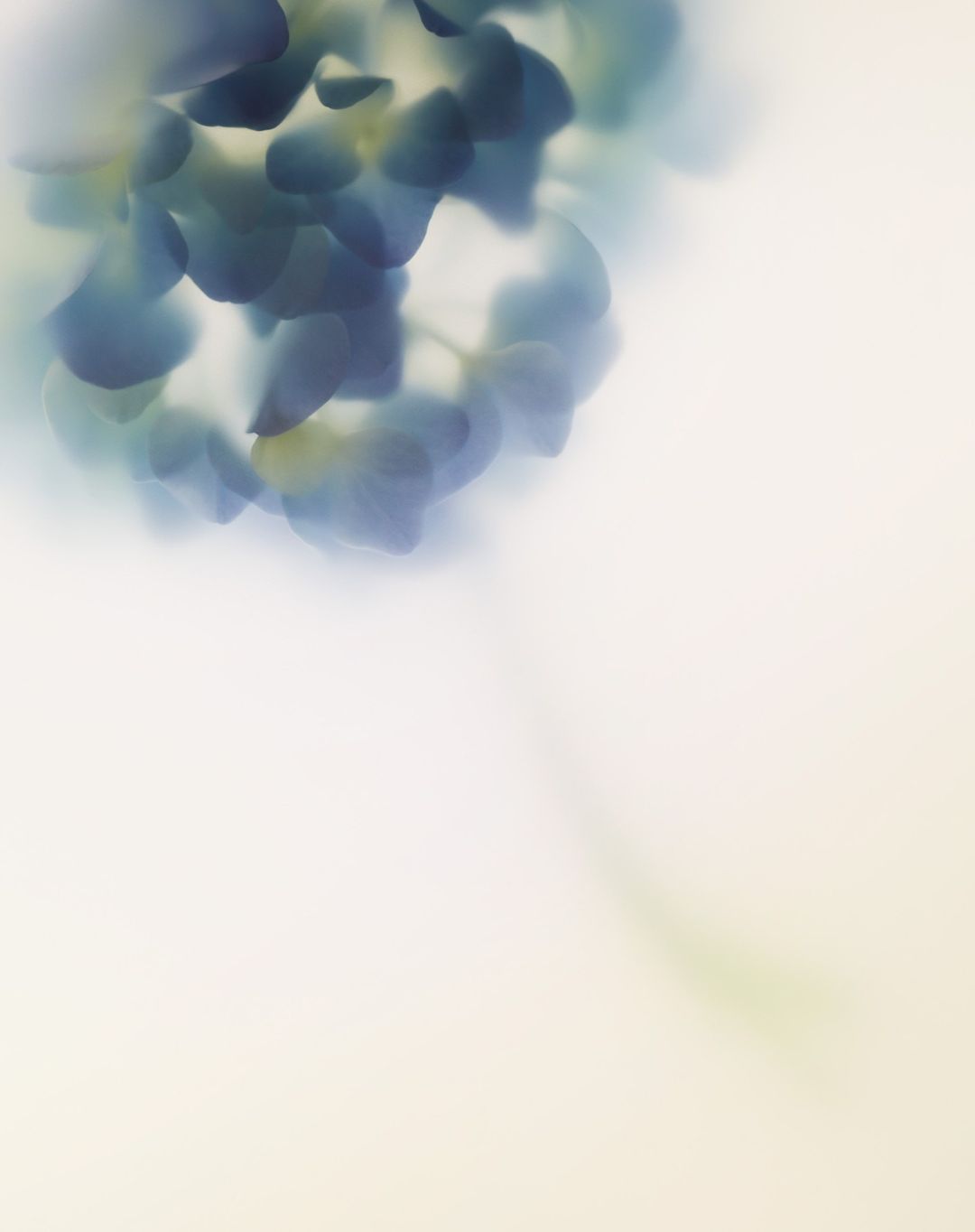 Close-up abstract image of a blue and green translucent floral shape on a pale yellow background with soft textures and blurred edges.