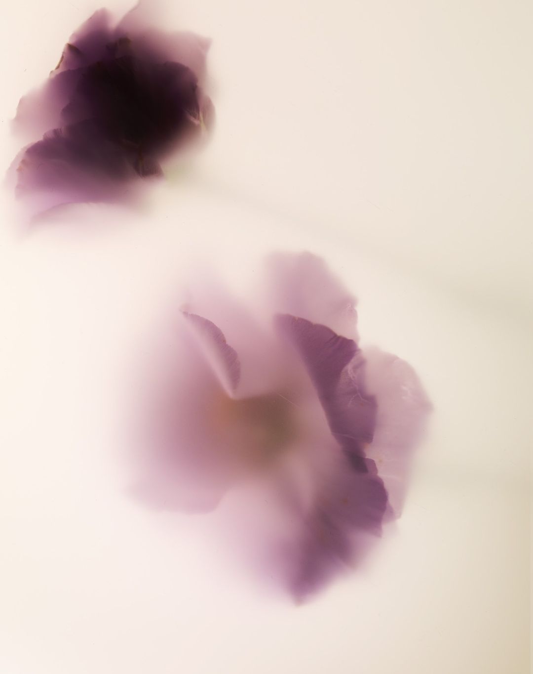 Softly blurred abstract floral photo of two purple and lavender Lisianthus flowers against a cream background with gentle lighting.
