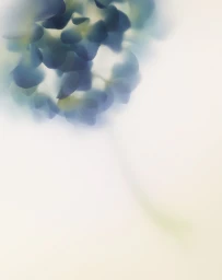Abstract soft-focus floral macro photograph of blue and pale yellow flower petals against a white background.
