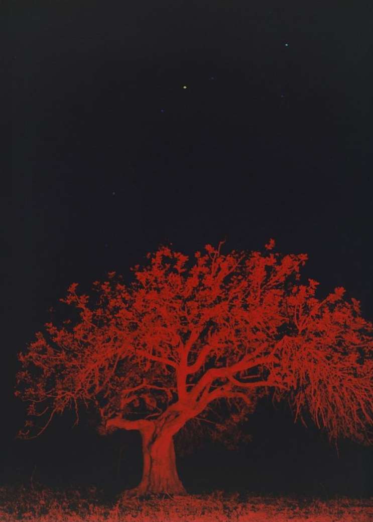 Dramatic red tree silhouette against a dark sky with visible stars, creating a striking and unusual night landscape.