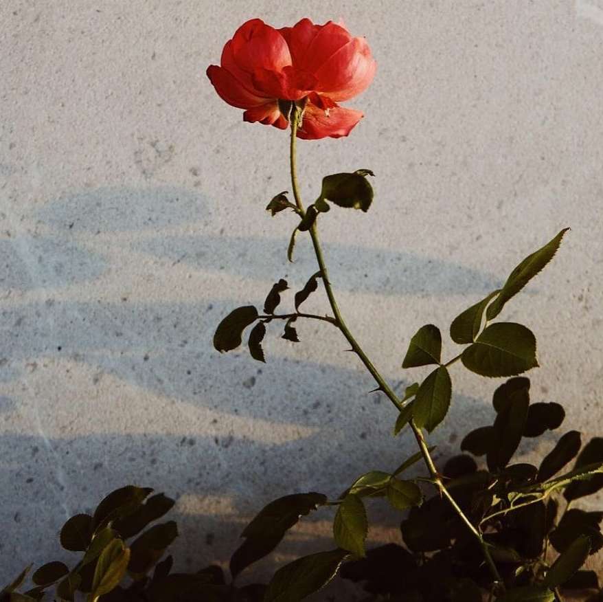 Close-up shot of a vibrant red rose in full bloom against a neutral concrete backdrop with soft lighting highlighting its delicate petals.