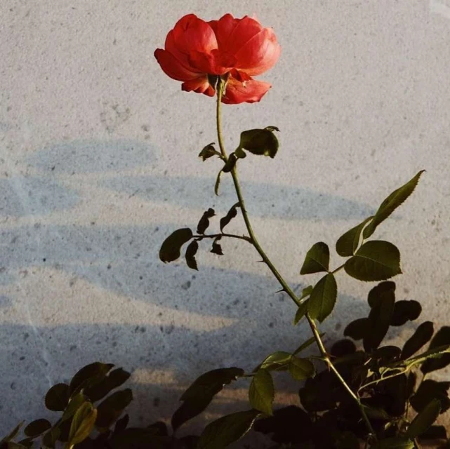 Close-up shot of a vibrant red rose in full bloom against a neutral concrete backdrop with soft lighting highlighting its delicate petals.