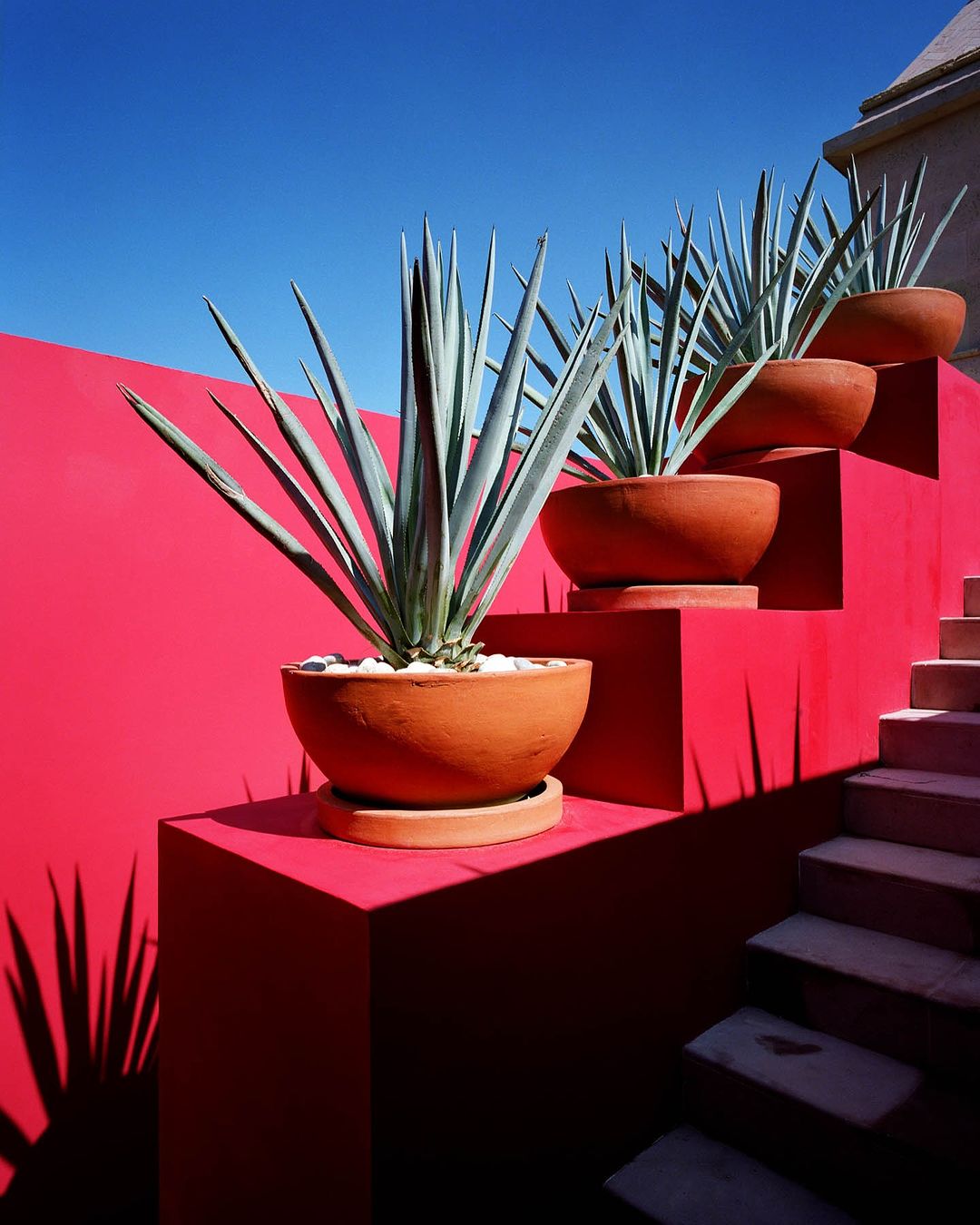 Three potted agave plants line a set of red stairs against a vibrant blue sky, creating a striking geometric and colorful composition.