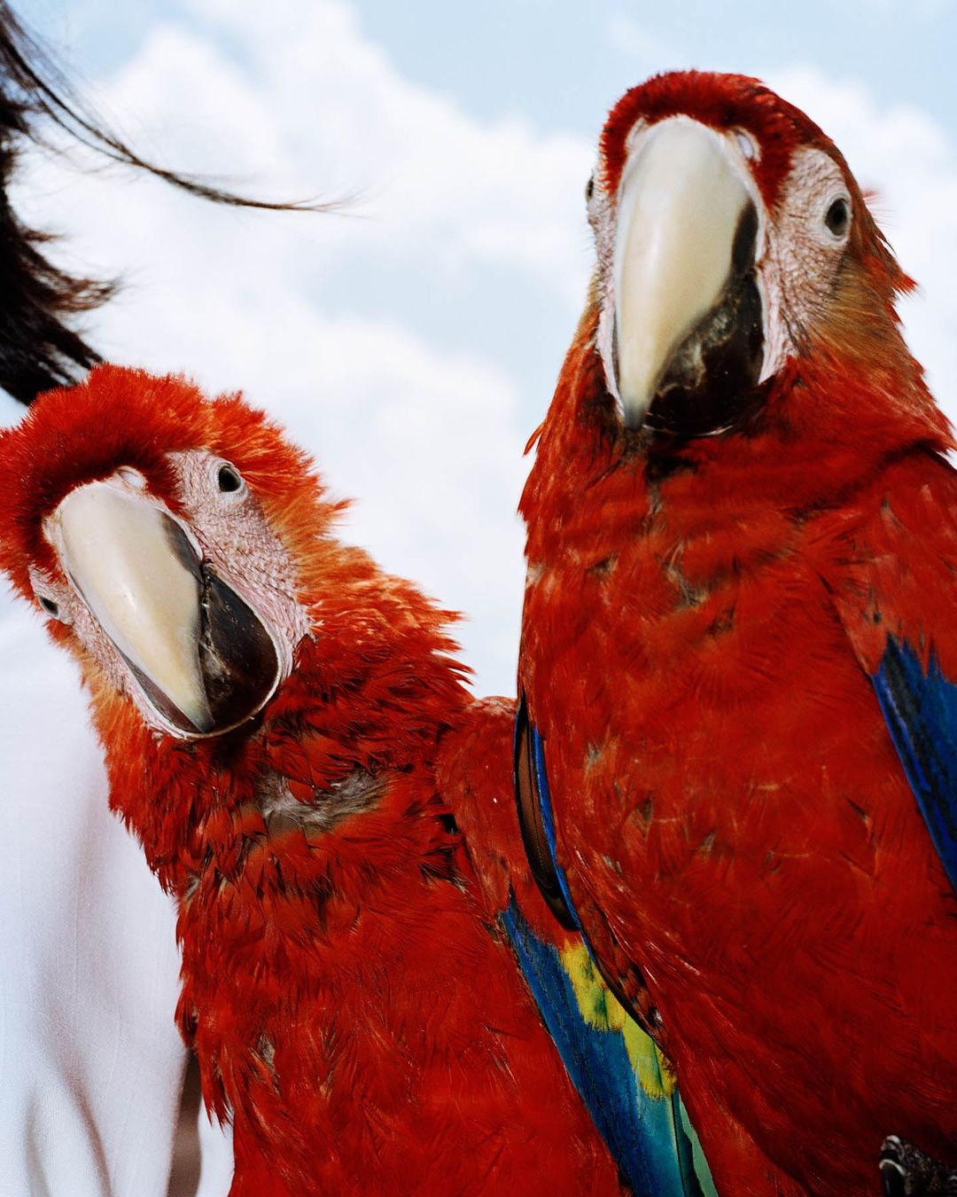 Two scarlet macaws with bright red plumage, blue and yellow wing feathers, and prominent white beaks are captured in a low-angle shot.