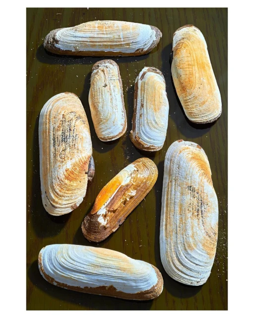 Arrangement of eight razor clams with their shells, displaying their natural patterns and textures, set on a dark brown surface.
