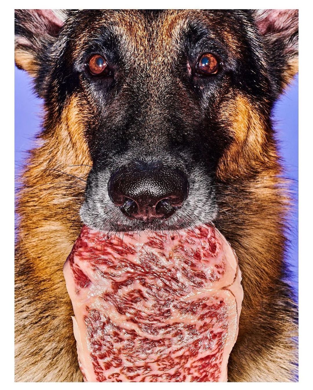 Close-up of a German Shepherd dog holding a large raw steak in its mouth against a light purple background, creating a humorous pet portrait.