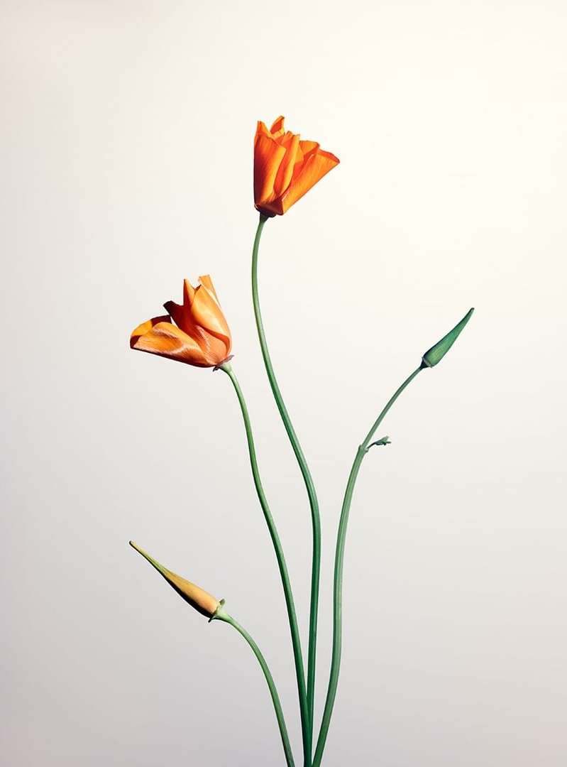 Botanical studio shot of orange California poppy blooms with green stems on white background, showcasing nature's vibrant beauty.