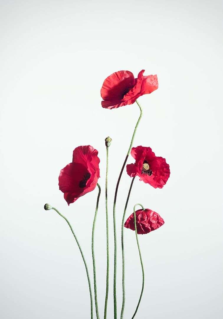 Still life photograph of red poppy flowers with green stems against a white background, showcasing floral beauty and minimalist aesthetic.