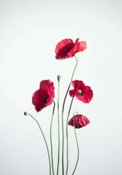 Close-up photograph of four bright red poppy flowers on slender green stems against a plain white background.