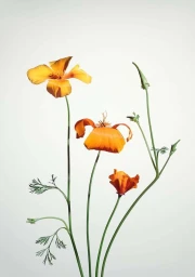 Close-up photograph of bright orange California poppies on slender green stems against a plain white background.
