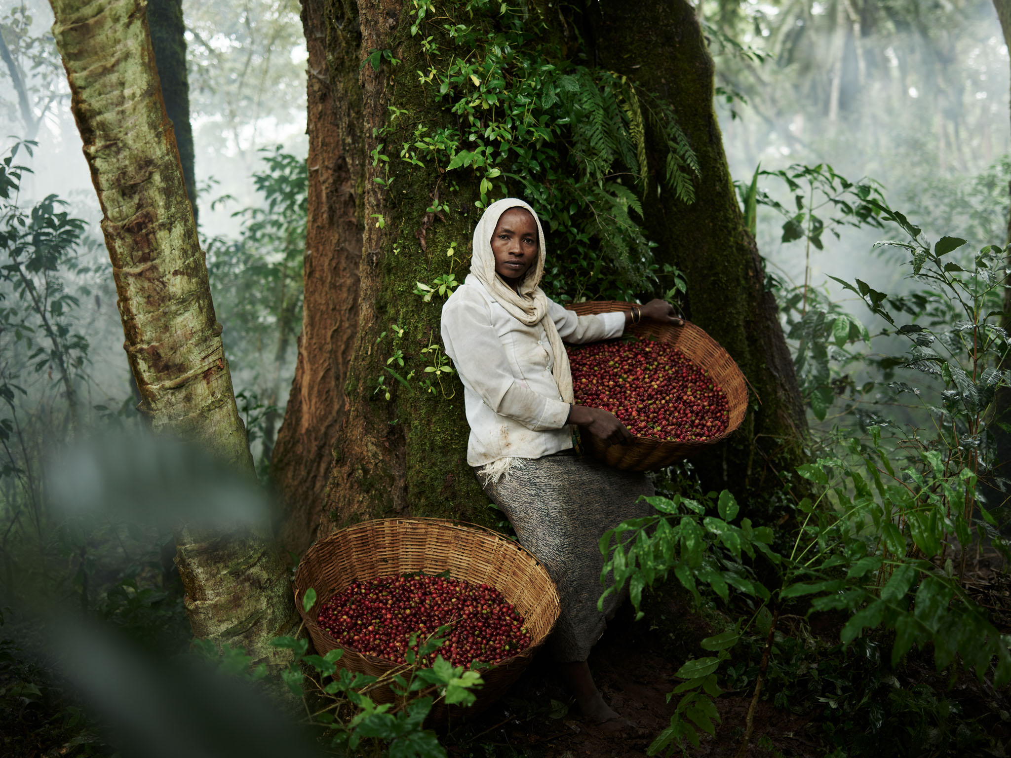 A woman holds a basket of coffee cherries in a lush green forest, near a large tree, for a nature and wildlife or food and beverage theme.