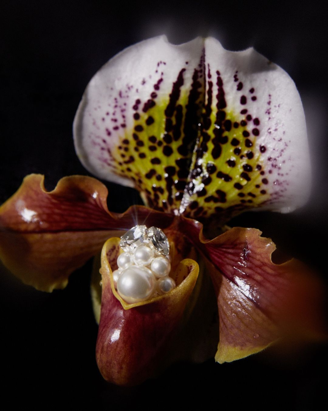 Close-up studio shot of a Lady Slipper orchid flower, adorned with pearls and gems in the center, set against a dark backdrop.