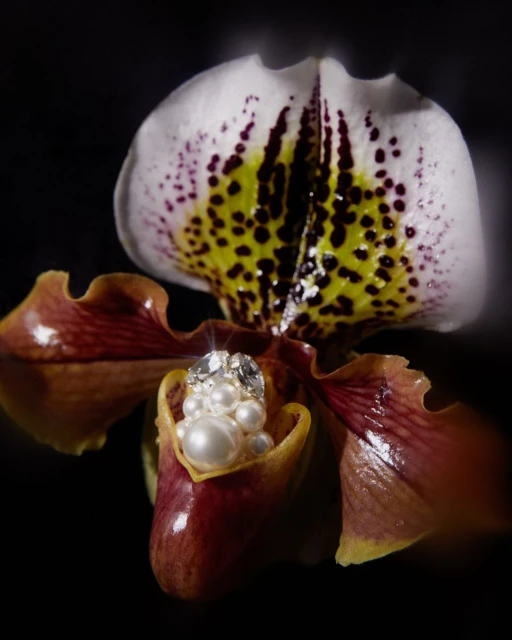 Close-up studio shot of a Lady Slipper orchid flower, adorned with pearls and gems in the center, set against a dark backdrop.